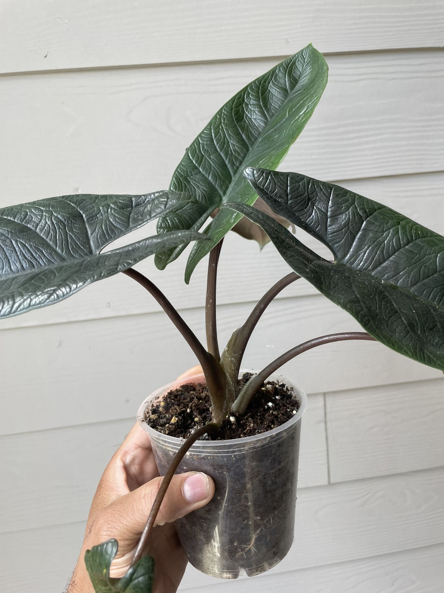 Rare Alocasia scalprum | Aka: Scalpel Plant | Tropical House Plant| $5 Discount With Local PickUp
