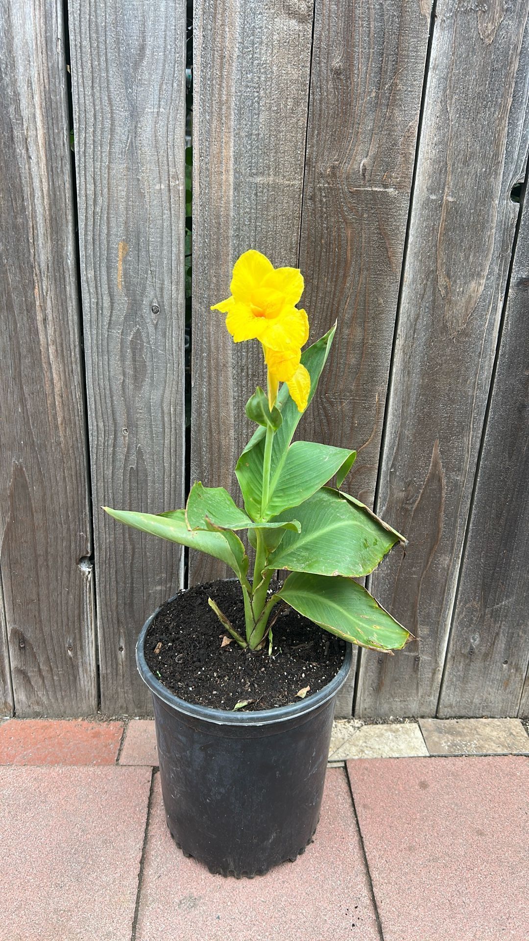 Canna Lilly