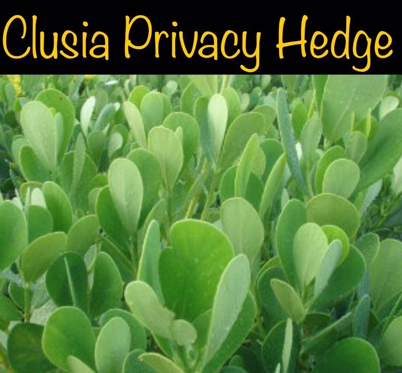 CLUSIA PRIVACY HEDGE-WHOLESALE-LOWEST PRICES-QUALITY PLANTS