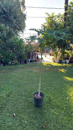 Planta de papaya Mexicana mide 6 pies