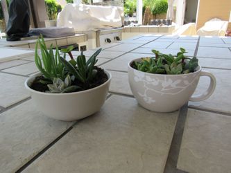 Set Of Gray & Gray White Print Cup Garden Pots With Succulents