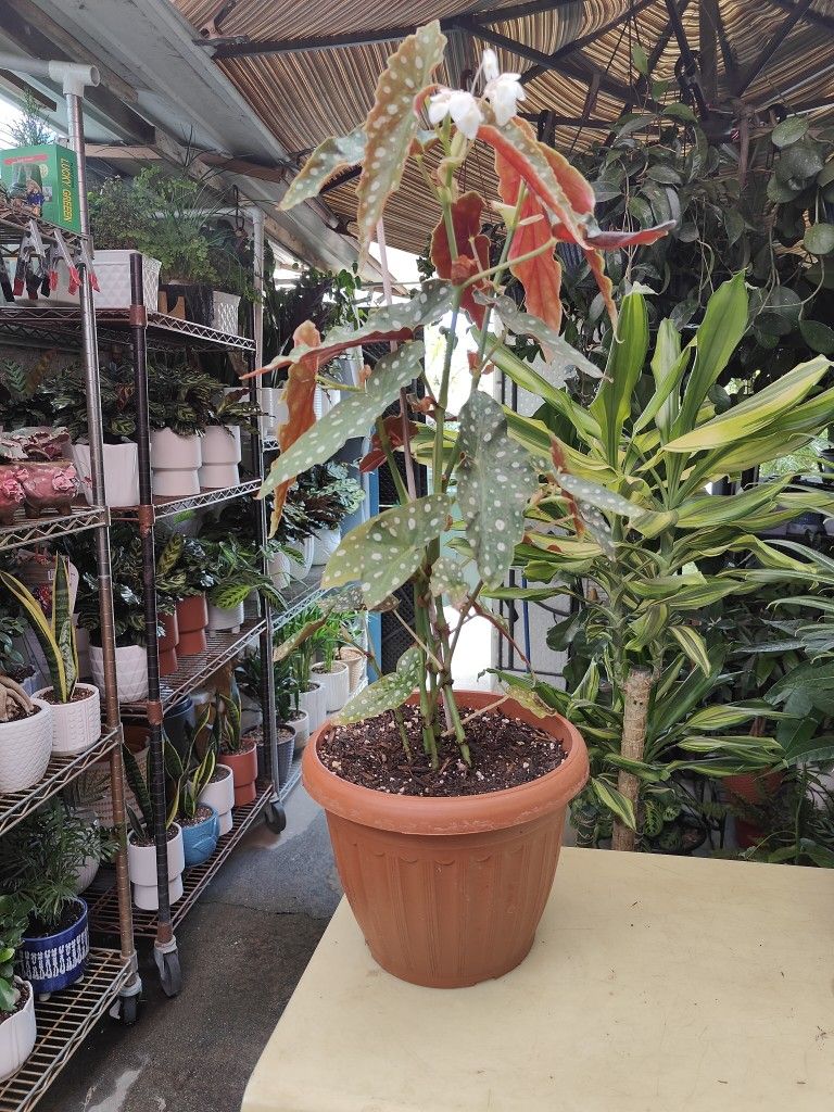 Begonia Polkadot Outdoor Plant