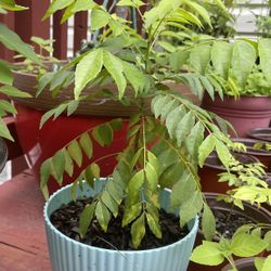 3+ Years Old Curry Leaves Plant