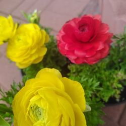 Persian Buttercup Pots