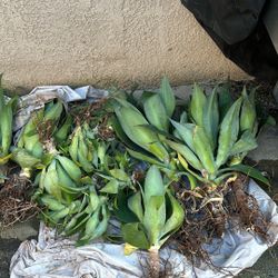Foxtail Agaves (Agave Attenuata) Like 20-30 Plants For $40