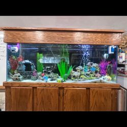 Fish Tank 