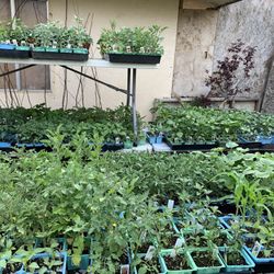 Peppers Tomatoes Strawberries Squash Eggplant Flowers