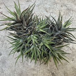 Zebra Succulent Plant 