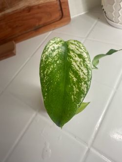Monstera Devil Monster Grade A