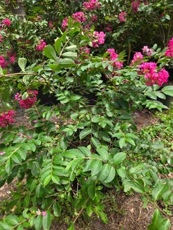 Crape Myrtle and dwarf Crape Myrtle
