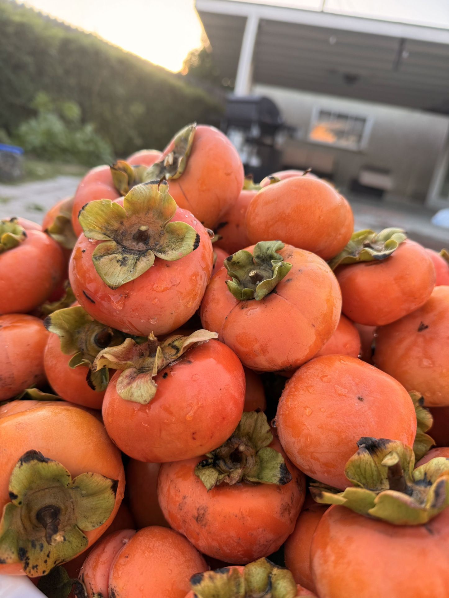 🍊 FRESH ORGANIC PERSIMMONS – STRAIGHT FROM OUR TREE!