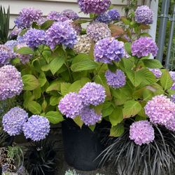 Large Specimen Hydrangeas 