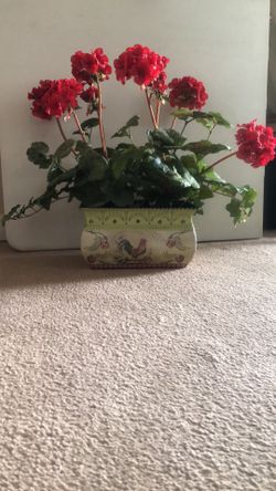 Red Geranium Planter