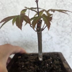 Bloodgood Japanese maple bonsai