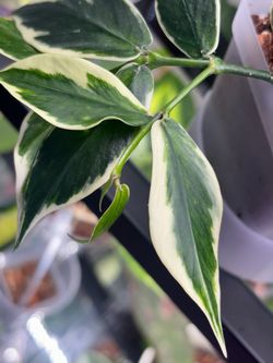 Hoya Polyneura Albomarginata