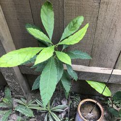 Avocado Plant