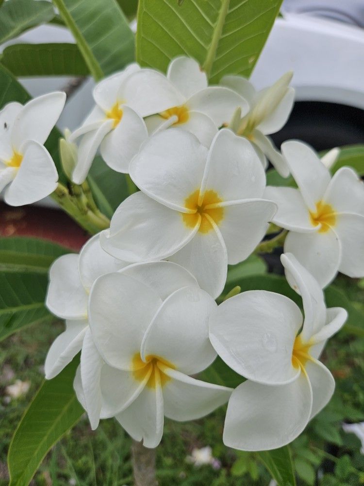 Plumeria Plants Very Fragrant Lovely Smell