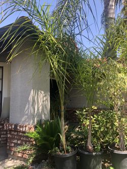 Queen palm trees
