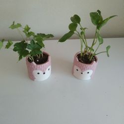 Indoor Plant In Cute Ceramic pot 2x$7