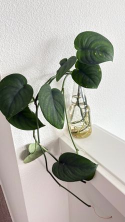 Jade satin scindapsus rooted cuttings
