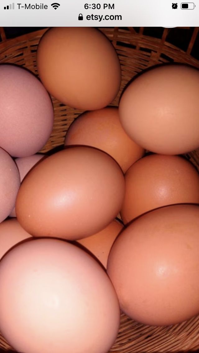 Fresh  Delicious Farm Eggs
