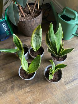Snake Plant
