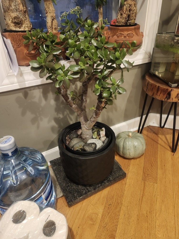 Jade Plant Tree