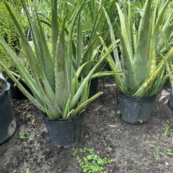 Aloe Vera In 3 gls Pot. SPECIAL PRICE 🤩