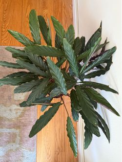 2+ft Furry feather calathea