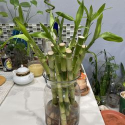 Lucky Bamboo Plants, 12 Inches Tall, $4 Each