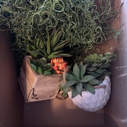 Fake Plants 