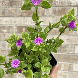 Rare Purple Color Ice Plants / 4” Pot / Aptenia 