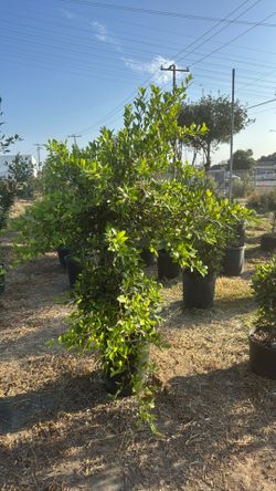 Ficus Trees