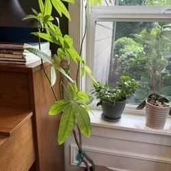 Money Tree – Braided Trunk for Good Luck