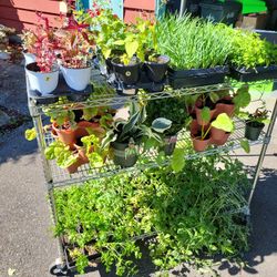 Uniquely Beautiful Plants SALE @E Puyallup  FARM