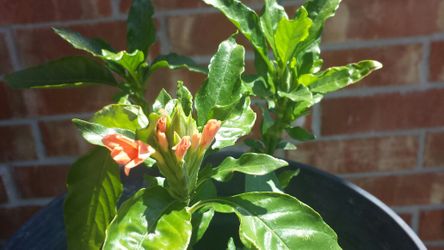 FIXED PRICE :: Crossandra firecracker kanakambaram orange flower tropical plant