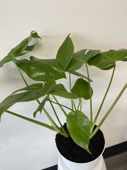 Monstera Plant