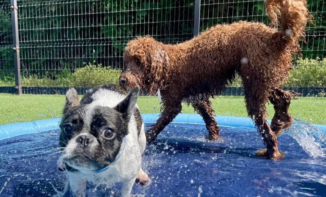 Liquidation Turf Sale $.79 sq ft Temecula