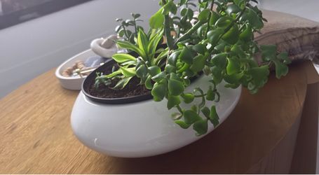 White fiberglass Low Bowl Planter with Plants
