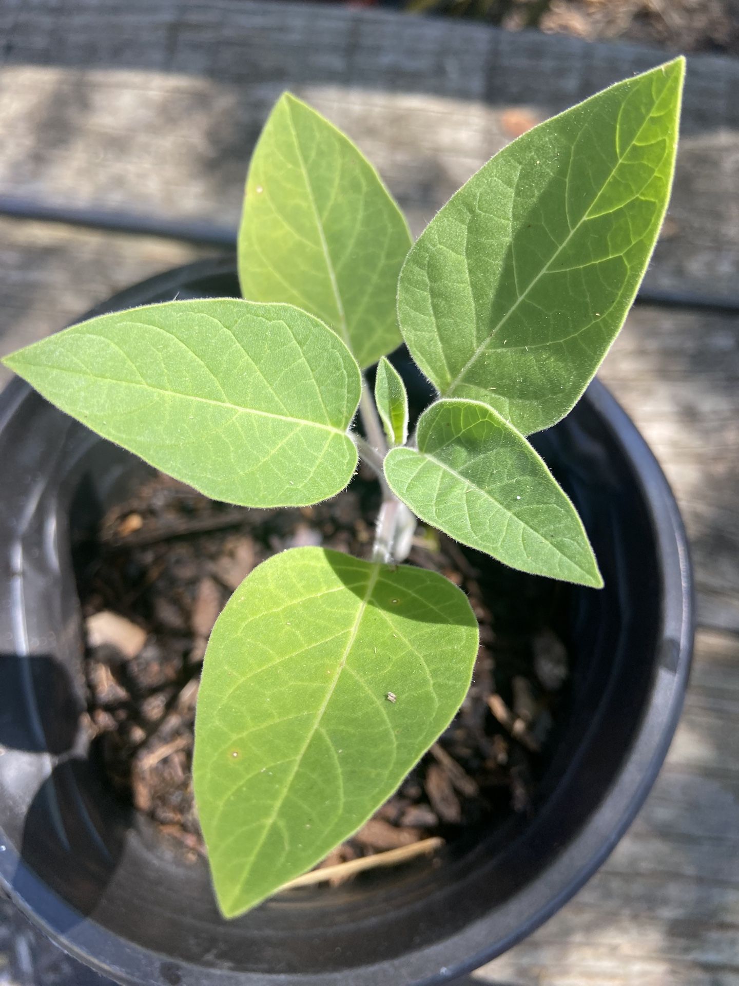 Moonflower / Datura🌱