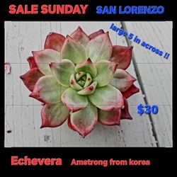 PLANT SUCCULENT SALE THIS WEEK IN  SAN LORENZO