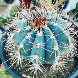 Melocactus Azureus Rooted  Turks Cap 