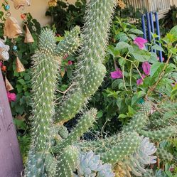 Cactus Plants