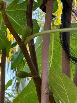 Fruit tree fig