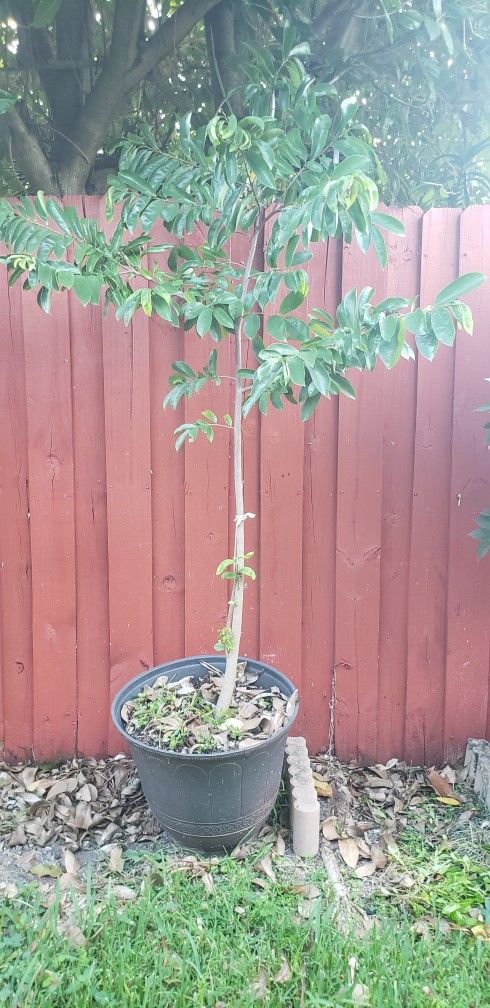 Guanabana Tree