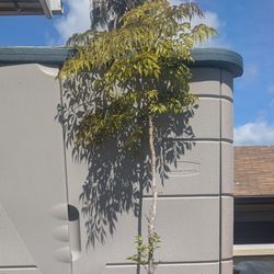 6ft China Doll Tree Plant Indoors Outdoors Potted Or Garden Shrub Bush Real