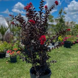 Crepe-myrtle / Crespon Arbol 