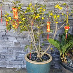 Old Mai Tứ Quý Bonsai Tree