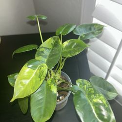 Highly Variegated Philodendron Burle Marx