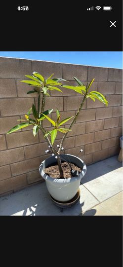 Plumeria Plant